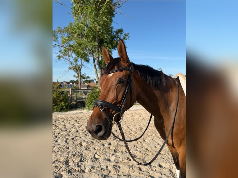 Oldenburger Stute 5 Jahre 168 cm Brauner in Borkheide