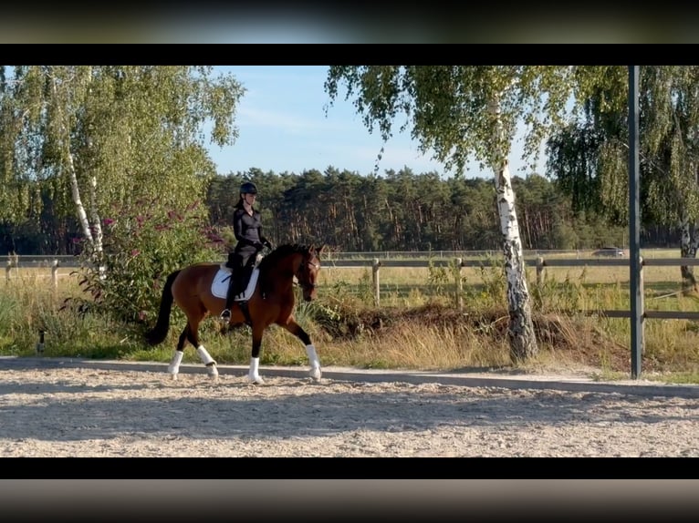 Oldenburger Stute 5 Jahre 168 cm Brauner in Borkheide