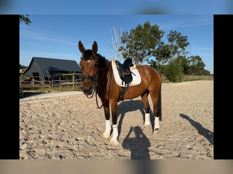 Oldenburger Stute 5 Jahre 168 cm Brauner in Borkheide
