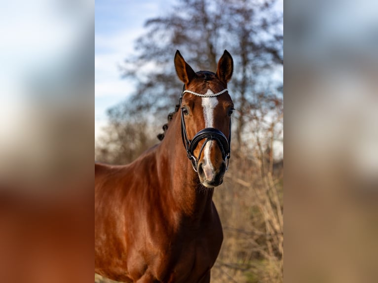 Oldenburger Stute 5 Jahre 168 cm Brauner in Rosenheim