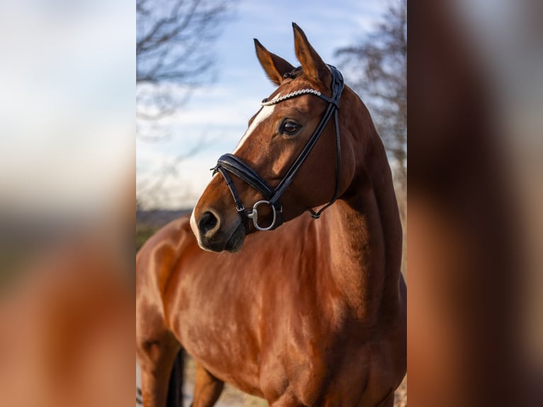 Oldenburger Stute 5 Jahre 168 cm Brauner in Rosenheim