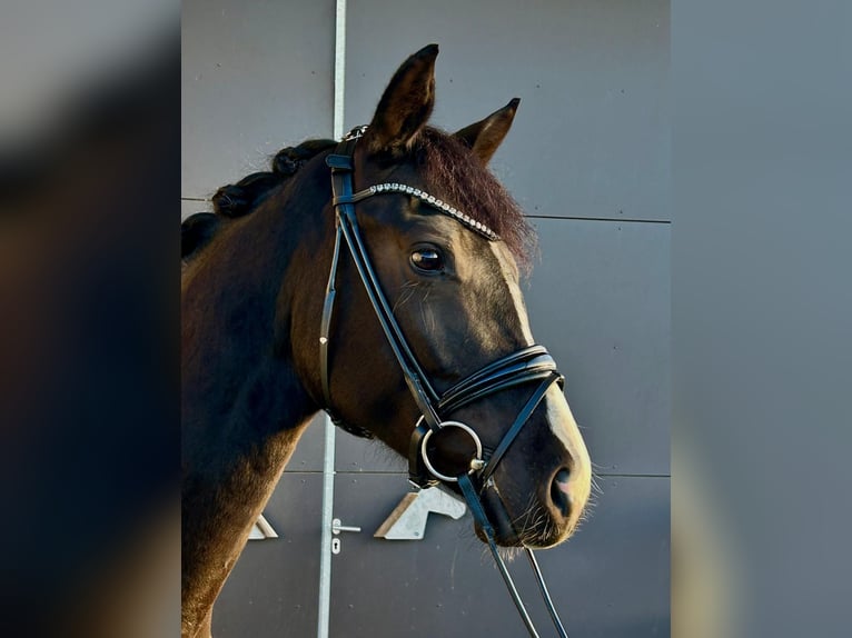 Oldenburger Stute 5 Jahre 168 cm Brauner in Windeck