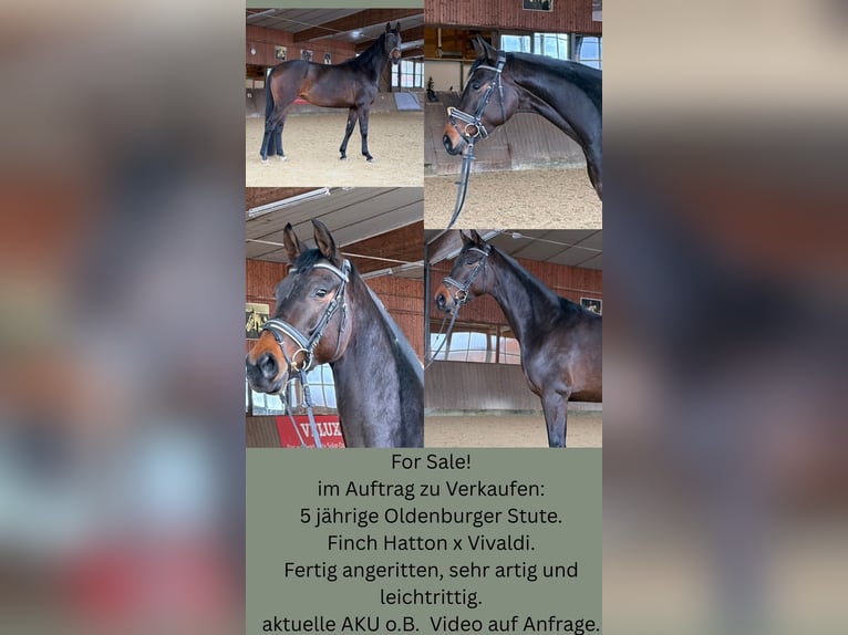 Oldenburger Stute 5 Jahre 168 cm Dunkelbrauner in Holle