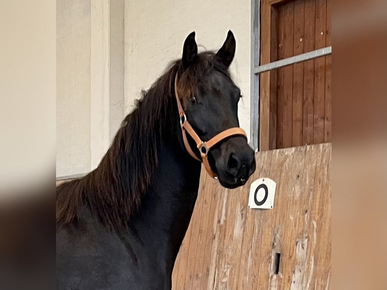 Oldenburger Stute 5 Jahre 168 cm Dunkelbrauner in Solingen