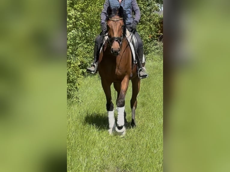 Oldenburger Stute 5 Jahre 168 cm Dunkelbrauner in Elmlohe