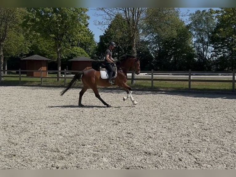 Oldenburger Stute 5 Jahre 168 cm Dunkelbrauner in Elmlohe