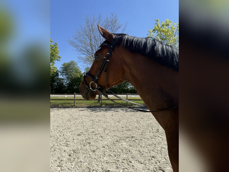 Oldenburger Stute 5 Jahre 168 cm Dunkelbrauner in Elmlohe