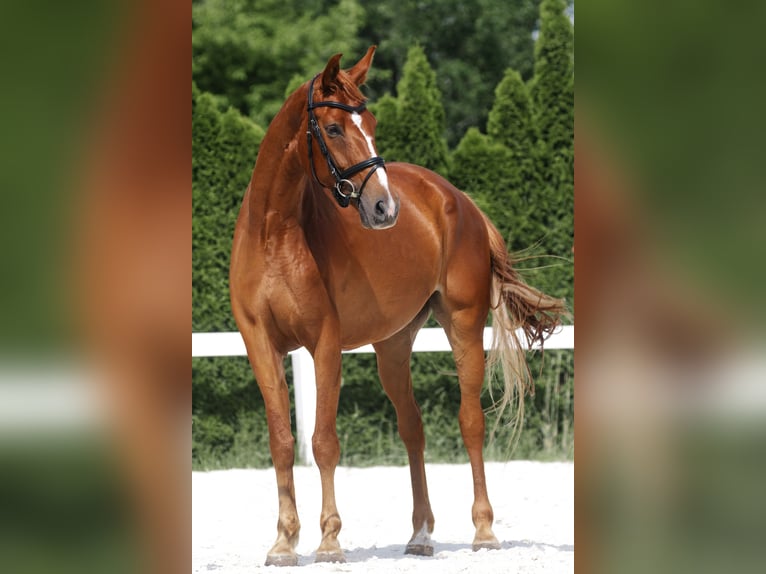 Oldenburger Stute 5 Jahre 168 cm Fuchs in Kolkwitz
