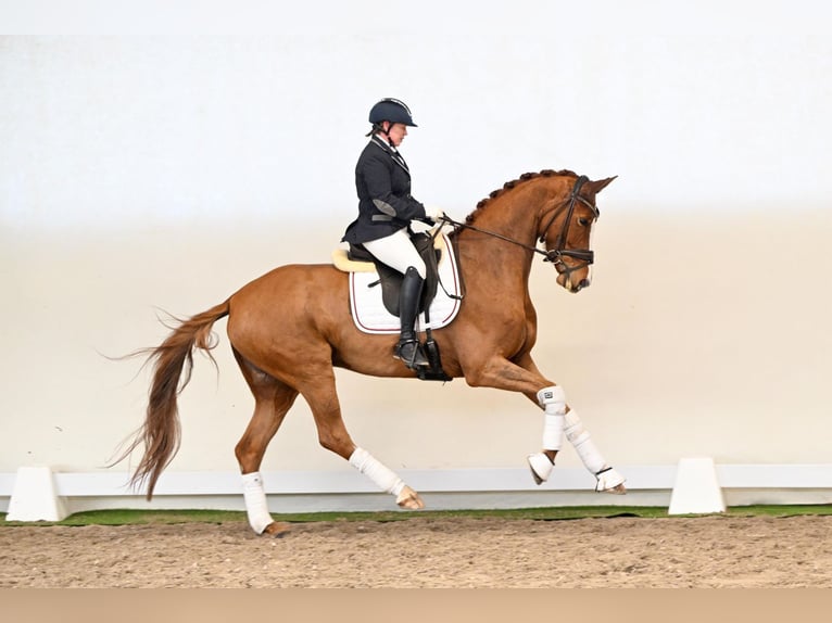 Oldenburger Stute 5 Jahre 168 cm Fuchs in Lüdinghausen