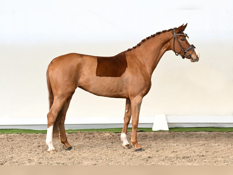 Oldenburger Stute 5 Jahre 168 cm Fuchs in Lüdinghausen