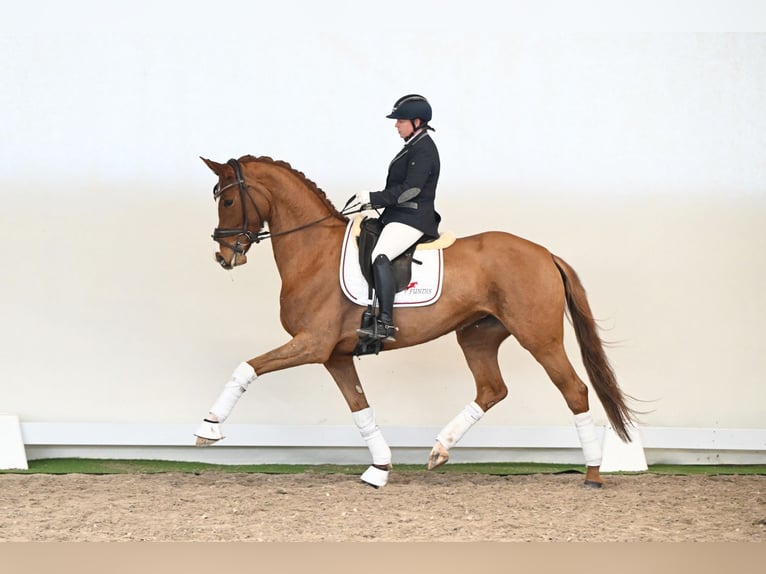 Oldenburger Stute 5 Jahre 168 cm Fuchs in Lüdinghausen