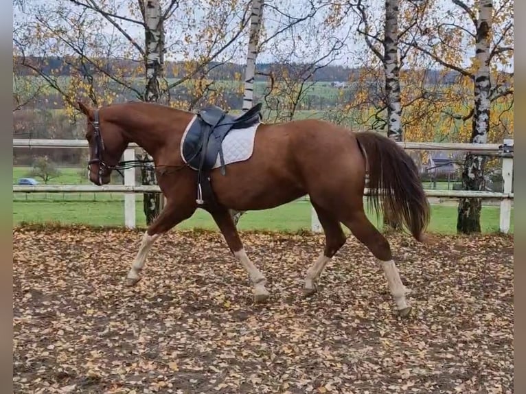 Oldenburger Stute 5 Jahre 168 cm Fuchs in Bickendorf