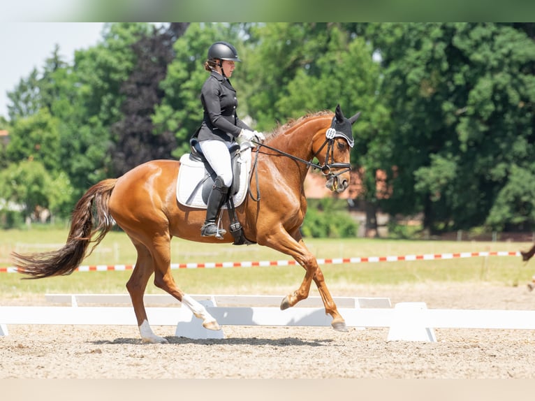 Oldenburger Stute 5 Jahre 168 cm Fuchs in Cham