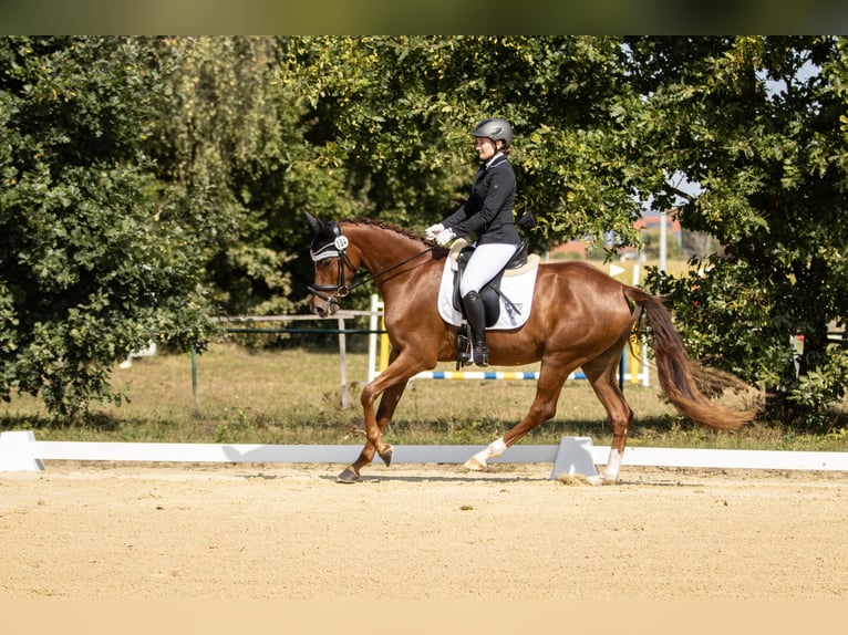 Oldenburger Stute 5 Jahre 168 cm Fuchs in Cham