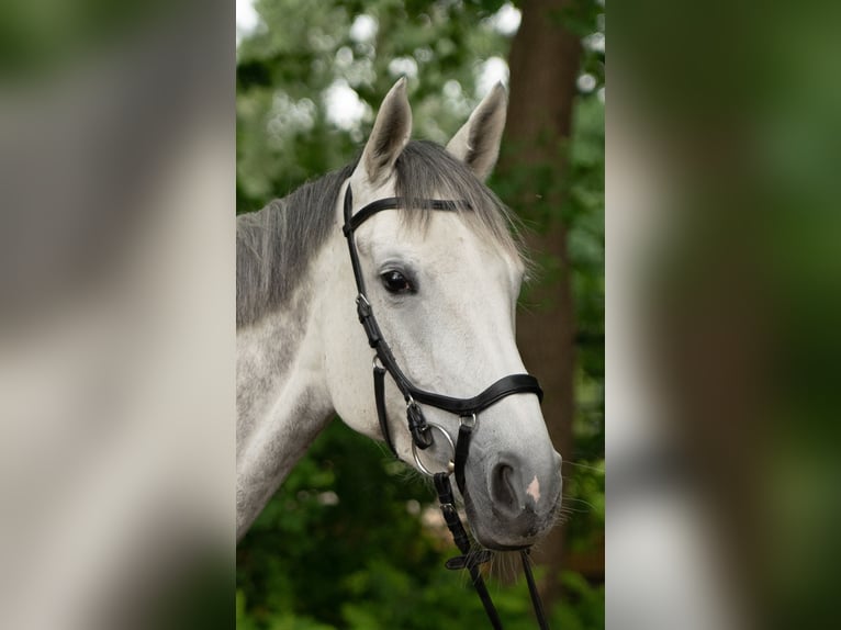 Oldenburger Stute 5 Jahre 168 cm Schimmel in Warendorf