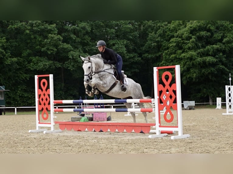 Oldenburger Stute 5 Jahre 168 cm Schimmel in Warendorf