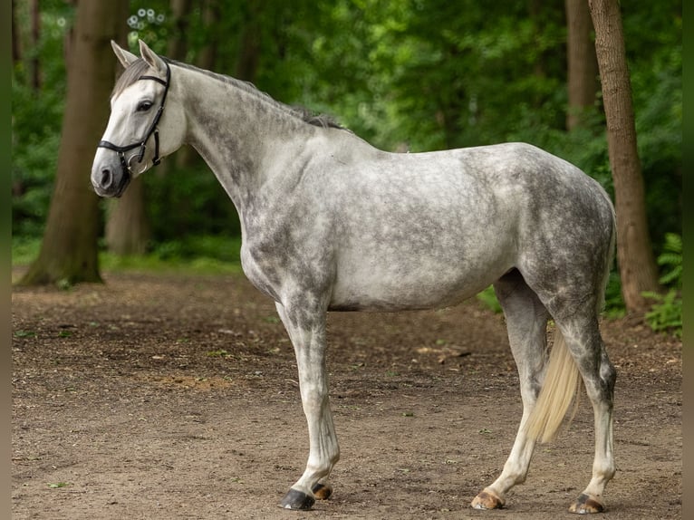 Oldenburger Stute 5 Jahre 168 cm Schimmel in Warendorf