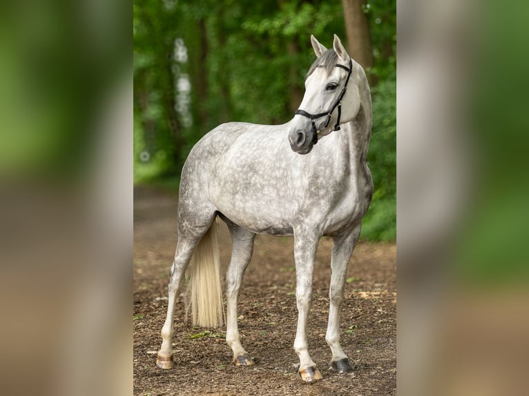 Oldenburger Stute 5 Jahre 168 cm Schimmel in Warendorf