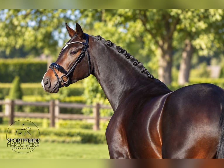 Oldenburger Stute 5 Jahre 168 cm Schwarzbrauner in Dötlingen