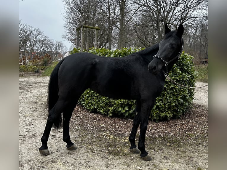 Oldenburger Stute 5 Jahre 168 cm Schwarzbrauner in Bischofsheim
