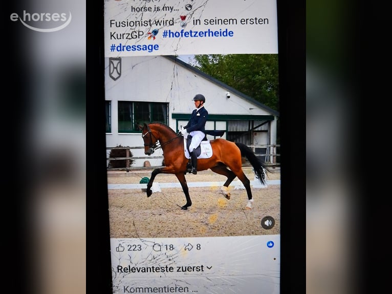 Oldenburger Stute 5 Jahre 169 cm Brauner in Barnstorf-Eydelstedt