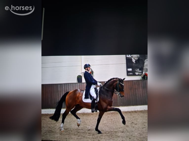Oldenburger Stute 5 Jahre 169 cm Brauner in Barnstorf-Eydelstedt