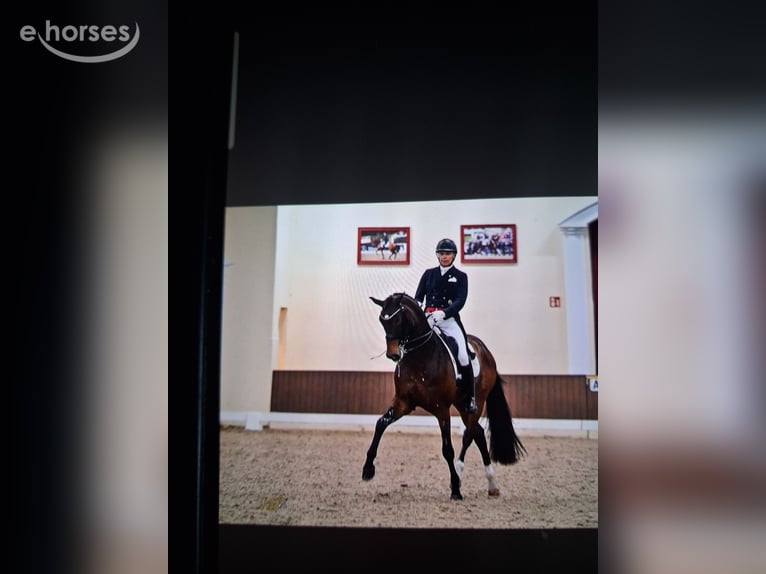 Oldenburger Stute 5 Jahre 169 cm Brauner in Barnstorf-Eydelstedt