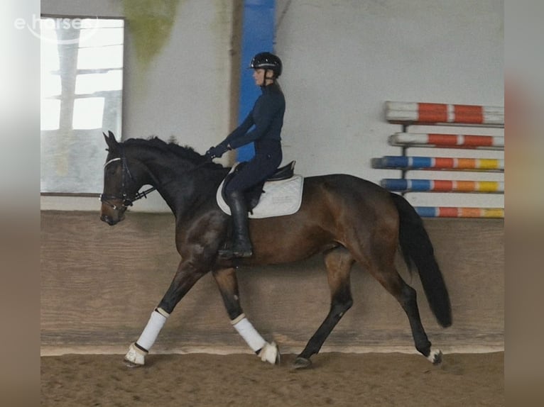 Oldenburger Stute 5 Jahre 169 cm Brauner in Barnstorf-Eydelstedt