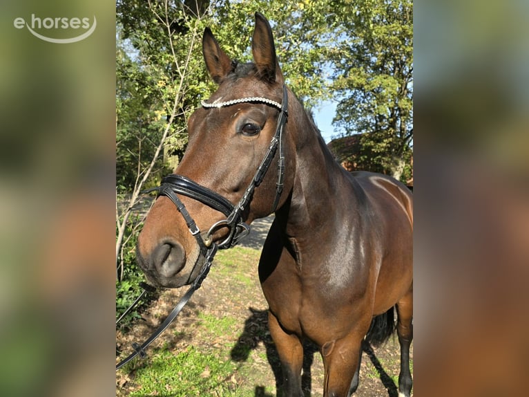 Oldenburger Stute 5 Jahre 169 cm Brauner in Barnstorf-Eydelstedt