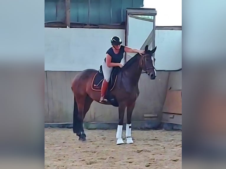 Oldenburger Stute 5 Jahre 169 cm Brauner in Telgte