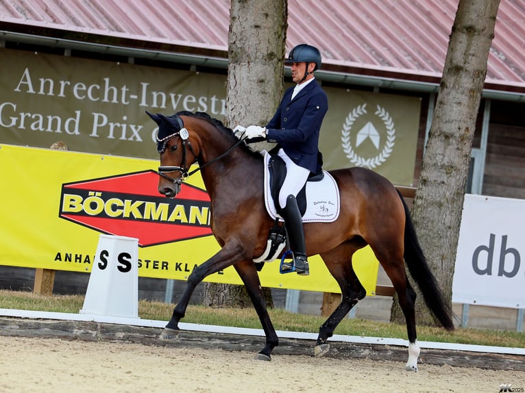 Oldenburger Stute 5 Jahre 169 cm Dunkelbrauner in Maintal