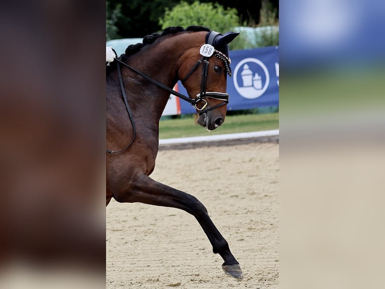Oldenburger Stute 5 Jahre 169 cm Dunkelbrauner in Maintal