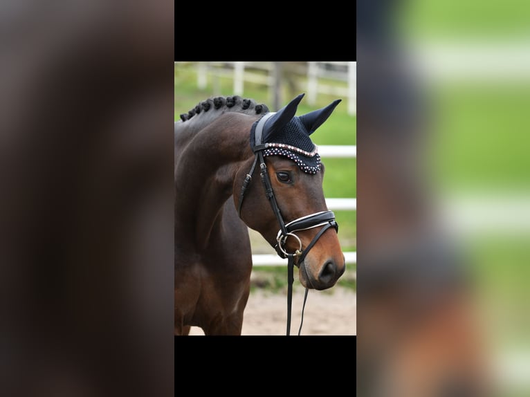 Oldenburger Stute 5 Jahre 169 cm Dunkelbrauner in Maintal