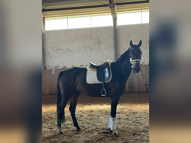 Oldenburger Stute 5 Jahre 169 cm Dunkelbrauner in Passail