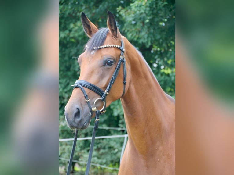 Oldenburger Stute 5 Jahre 169 cm Dunkelbrauner in Münster