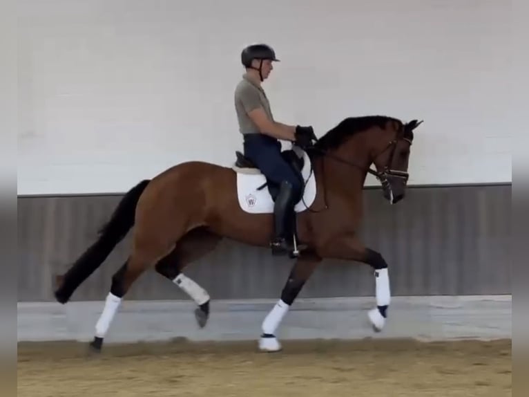 Oldenburger Stute 5 Jahre 169 cm Dunkelbrauner in Münster