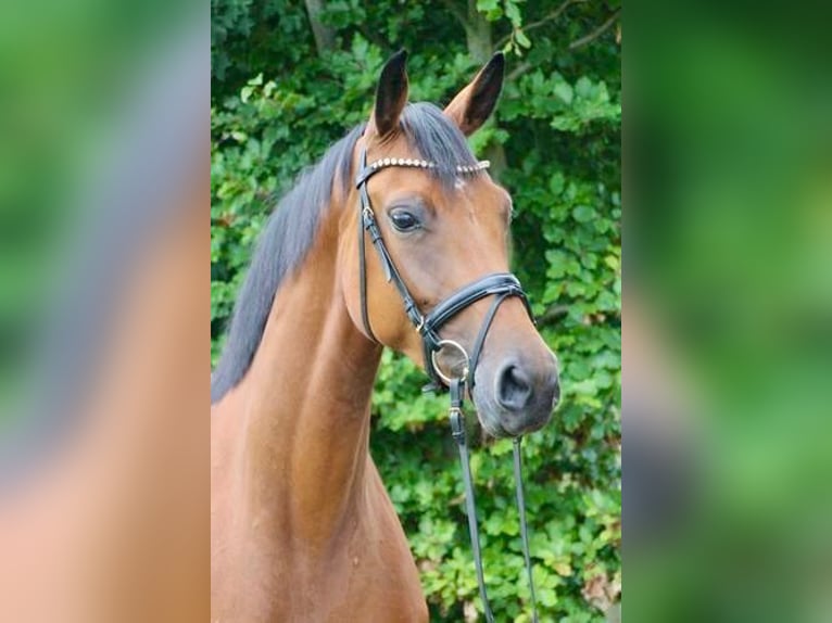 Oldenburger Stute 5 Jahre 169 cm Dunkelbrauner in Münster