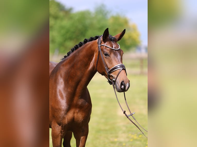 Oldenburger Stute 5 Jahre 170 cm Brauner in Sassenberg