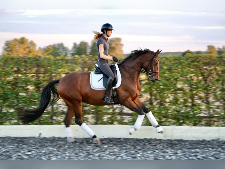 Oldenburger Stute 5 Jahre 170 cm Brauner in Zossen