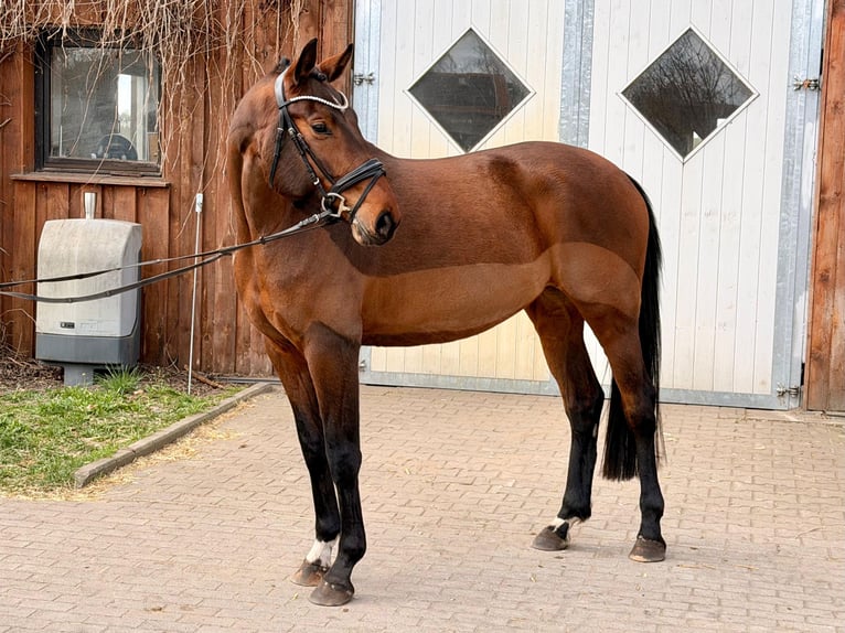 Oldenburger Stute 5 Jahre 170 cm Brauner in Zossen