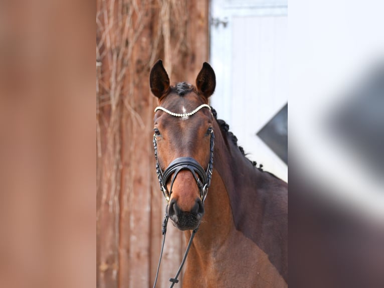 Oldenburger Stute 5 Jahre 170 cm Brauner in Zossen