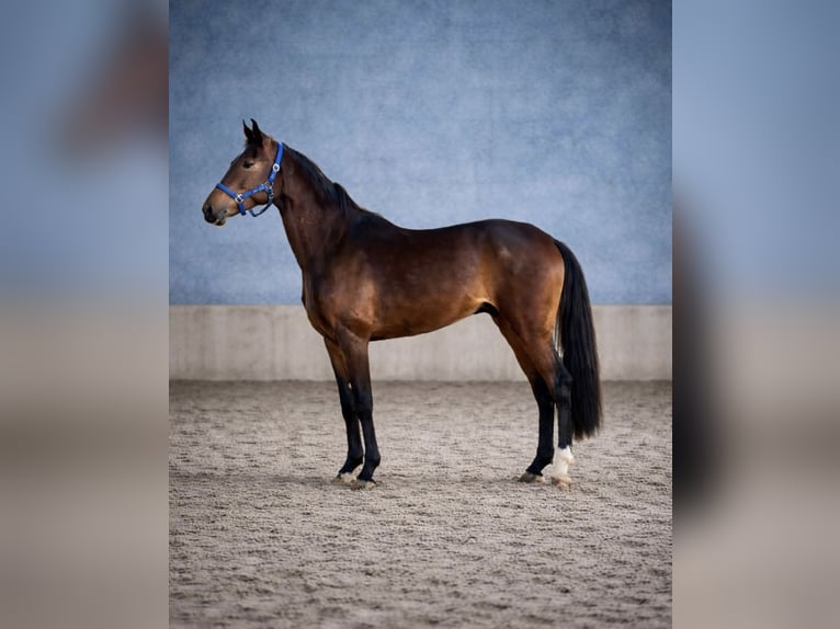 Oldenburger Stute 5 Jahre 170 cm Brauner in Worpswede