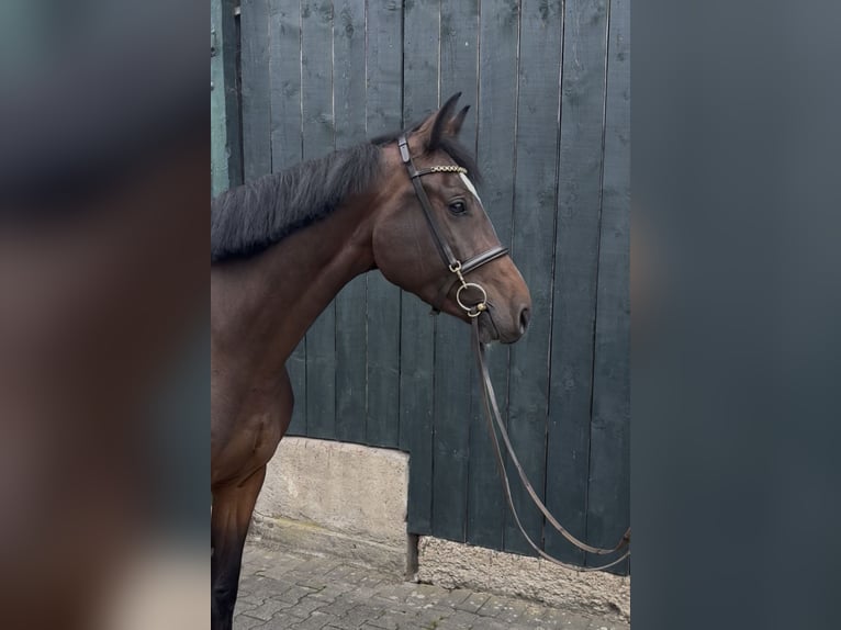 Oldenburger Stute 5 Jahre 170 cm Brauner in Bergisch Gladbach