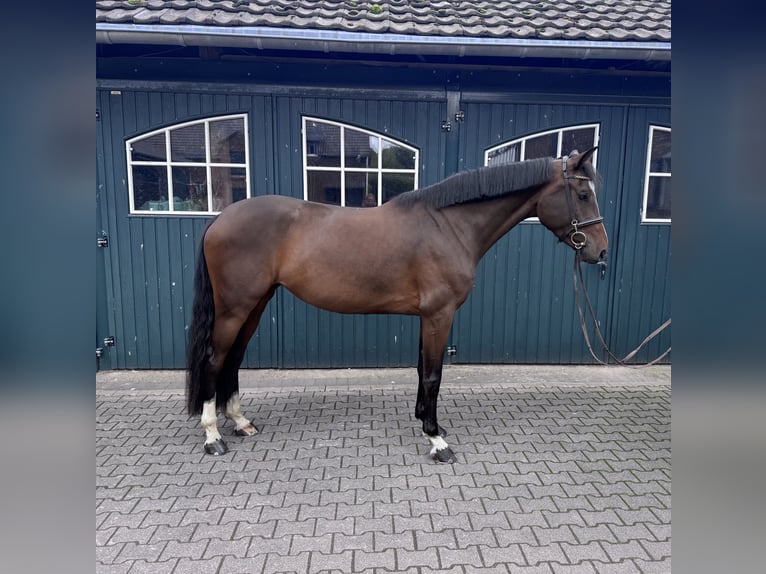 Oldenburger Stute 5 Jahre 170 cm Brauner in Bergisch Gladbach