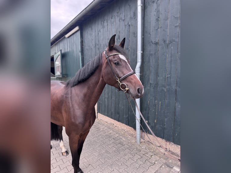Oldenburger Stute 5 Jahre 170 cm Brauner in Bergisch Gladbach