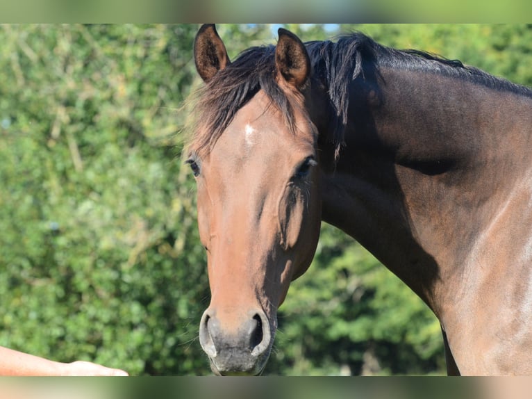 Oldenburger Stute 5 Jahre 170 cm Brauner in Jever