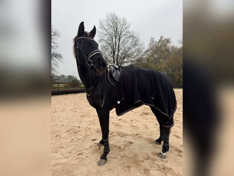 Oldenburger Stute 5 Jahre 170 cm in Vorbach