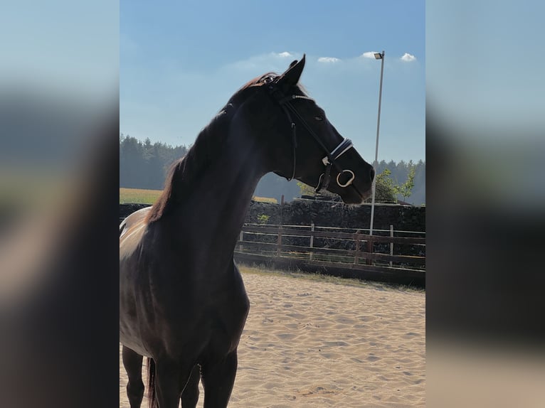 Oldenburger Stute 5 Jahre 170 cm in Vorbach