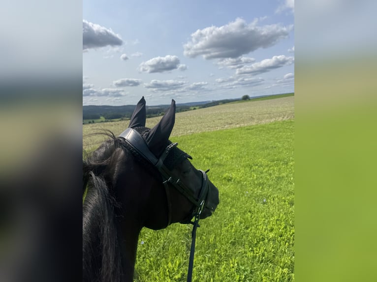 Oldenburger Stute 5 Jahre 170 cm in Vorbach