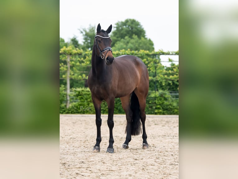 Oldenburger Stute 5 Jahre 170 cm Dunkelbrauner in Limbricht